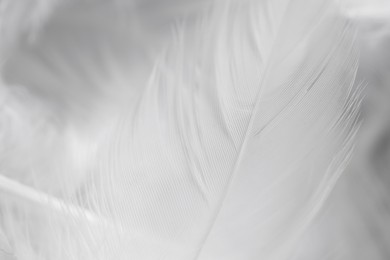 Photo of Beautiful white feathers as background, closeup view