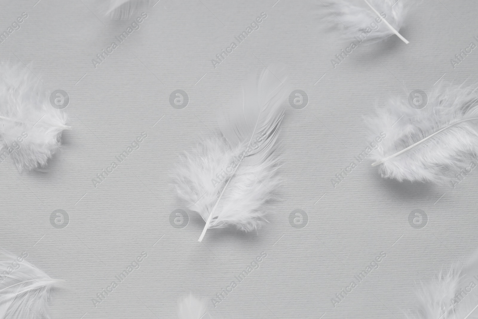 Photo of Beautiful feathers on light grey background, flat lay