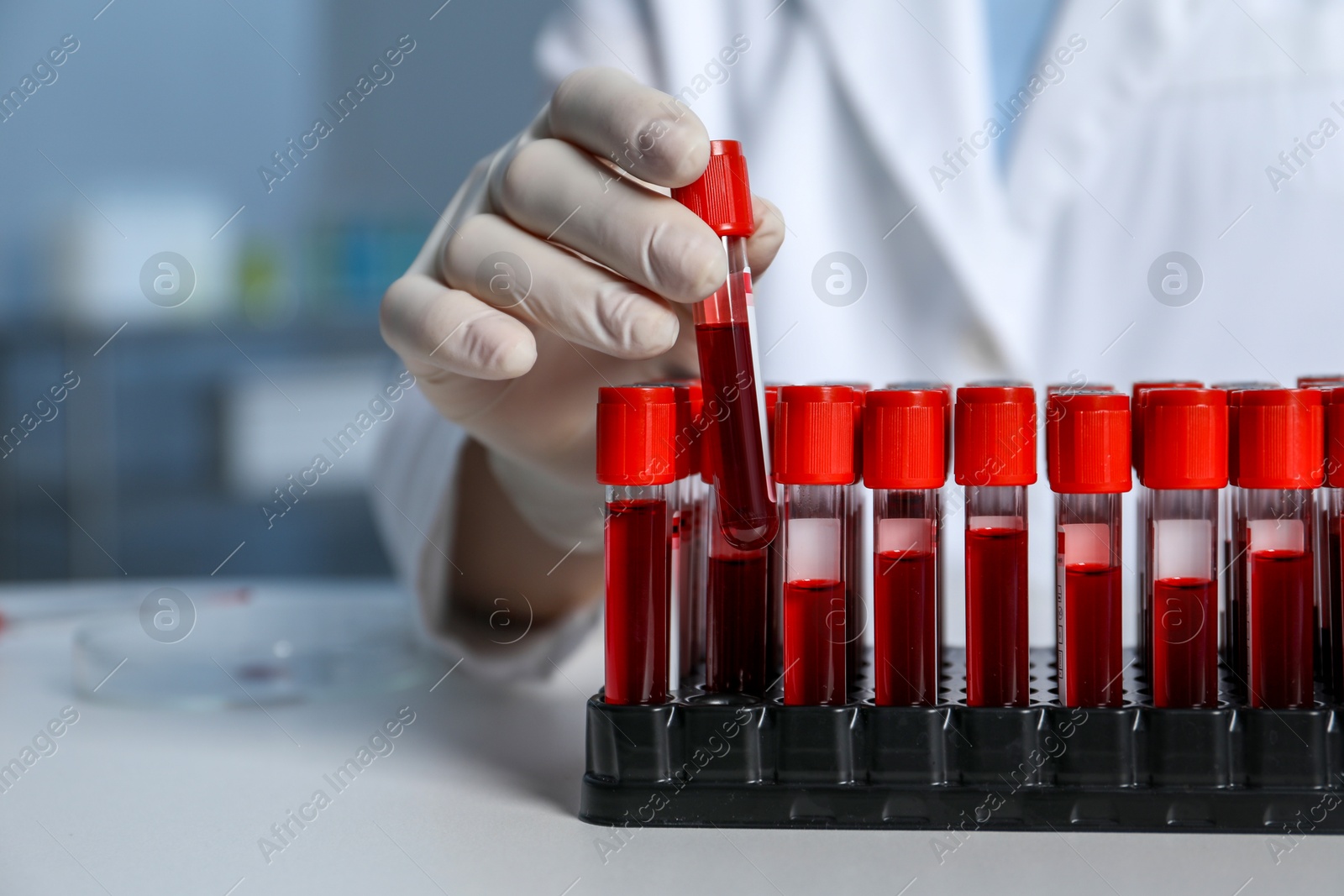 Photo of Laboratory testing. Doctor taking test tube with blood sample from rack at table indoors, closeup. Space for text