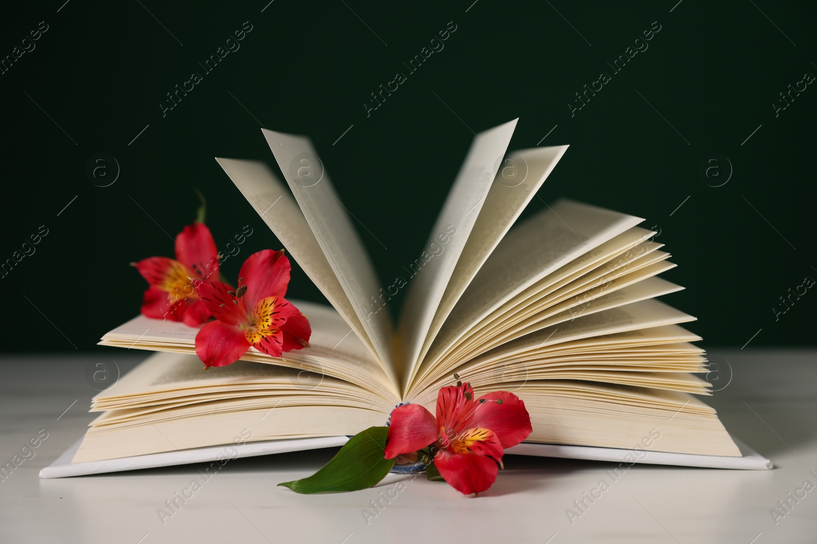 Photo of Book and beautiful alstroemeria flowers on light table against black background