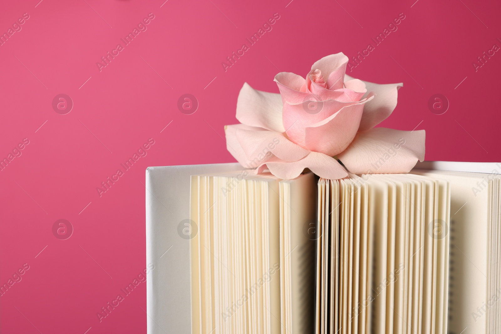 Photo of Book and beautiful rose flower on pink background, closeup. Space for text