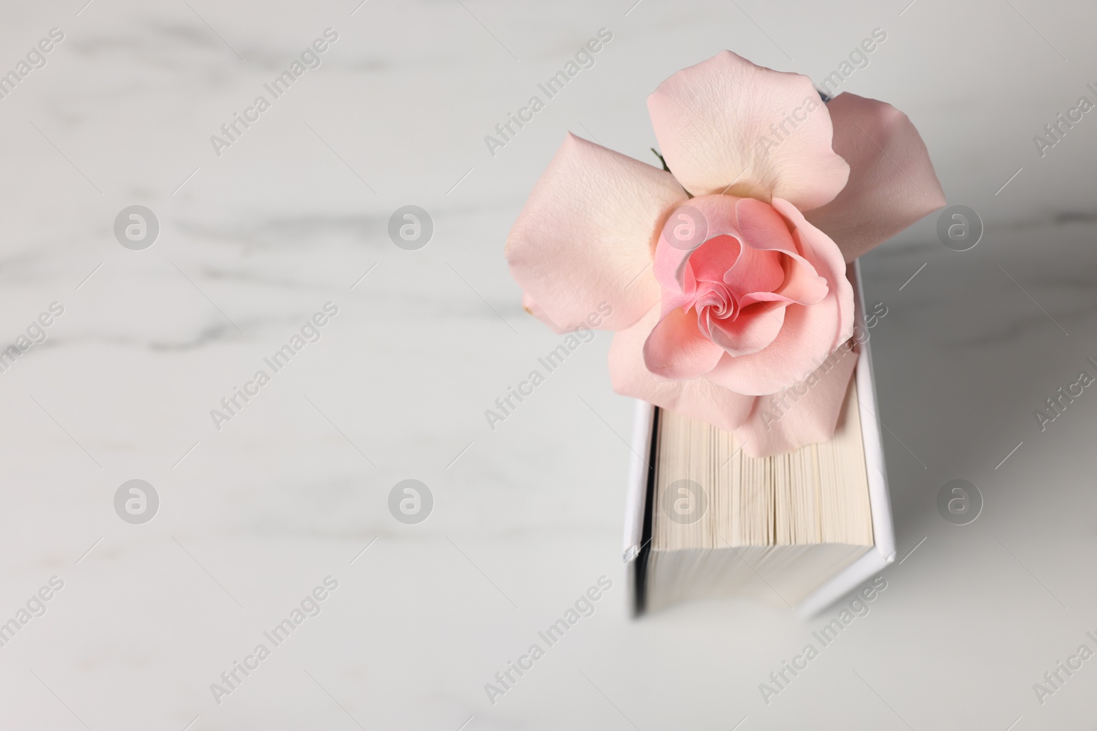 Photo of Book and beautiful rose flower on white marble table, above view. Space for text