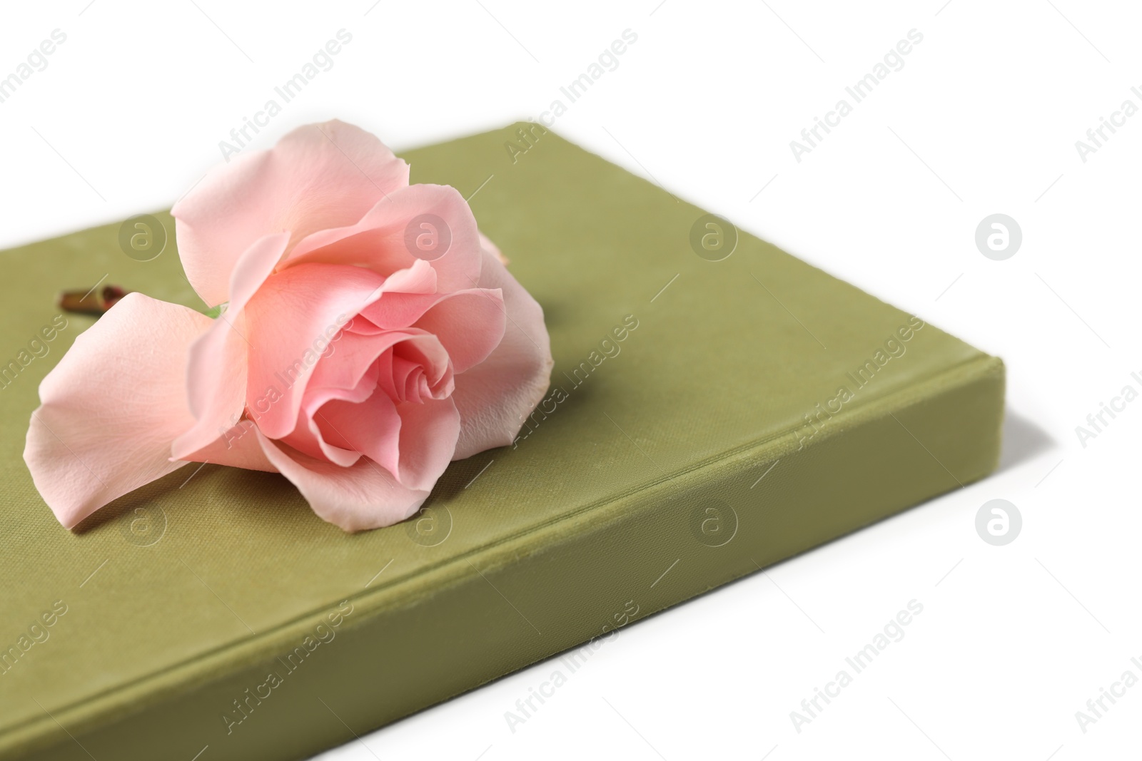 Photo of Book and beautiful rose flower on white table, closeup