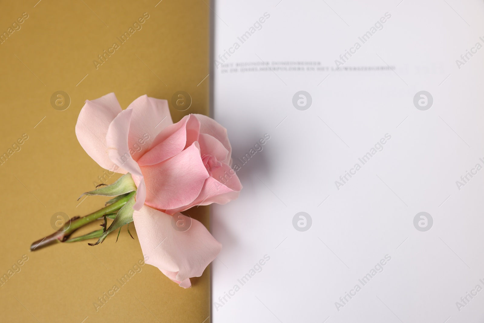 Photo of Beautiful rose flower on book, top view. Space for text