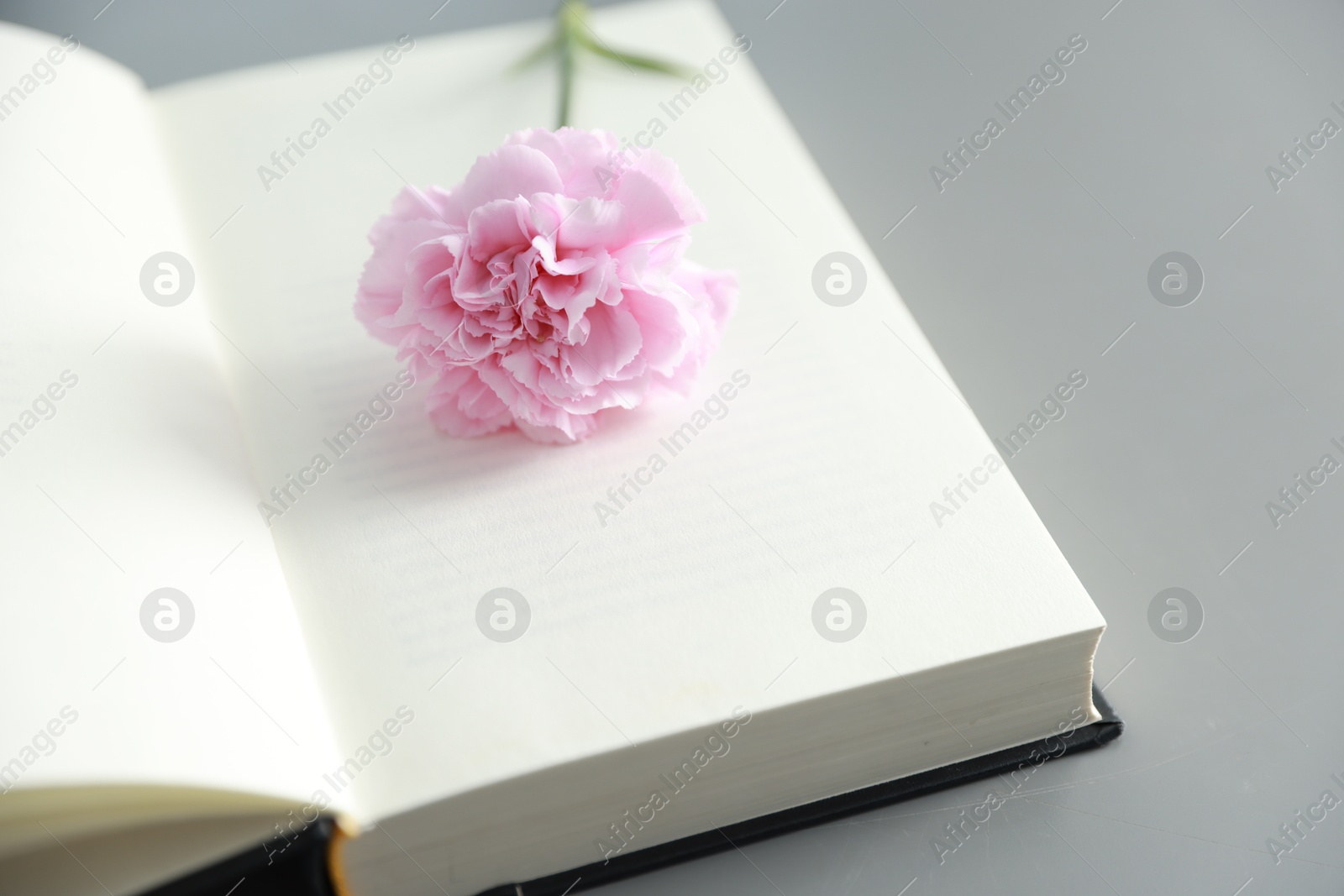 Photo of Open book with beautiful flower on grey background, closeup