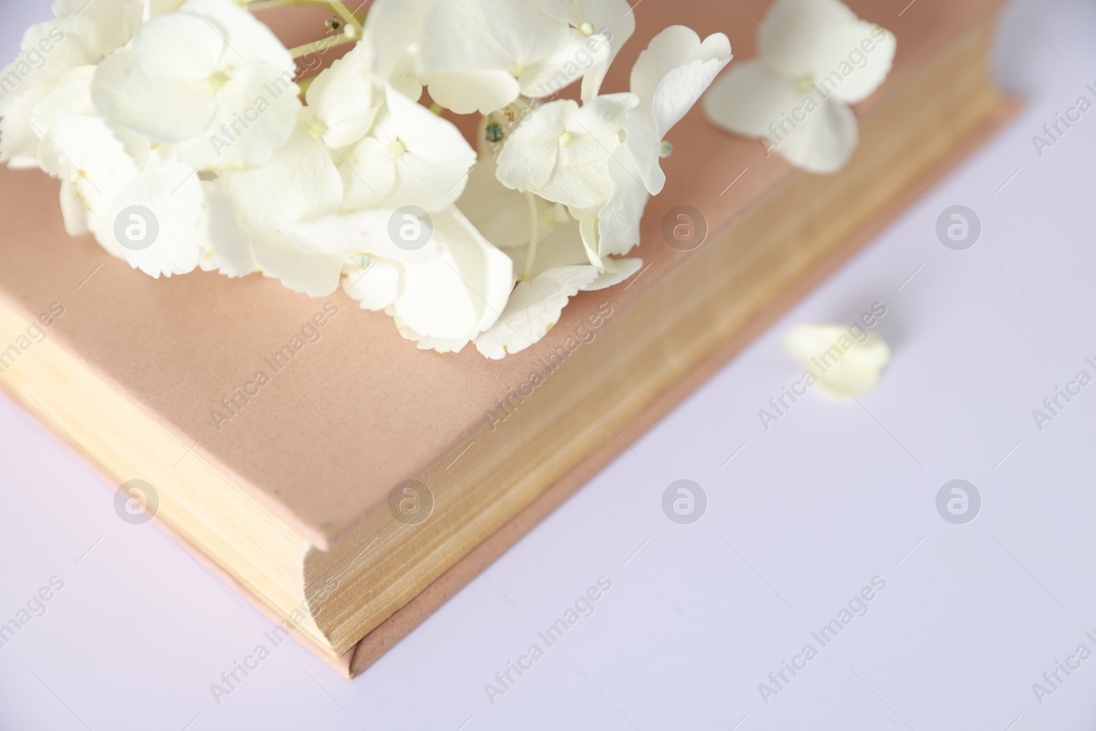 Photo of Beautiful flowers and book on white background, closeup