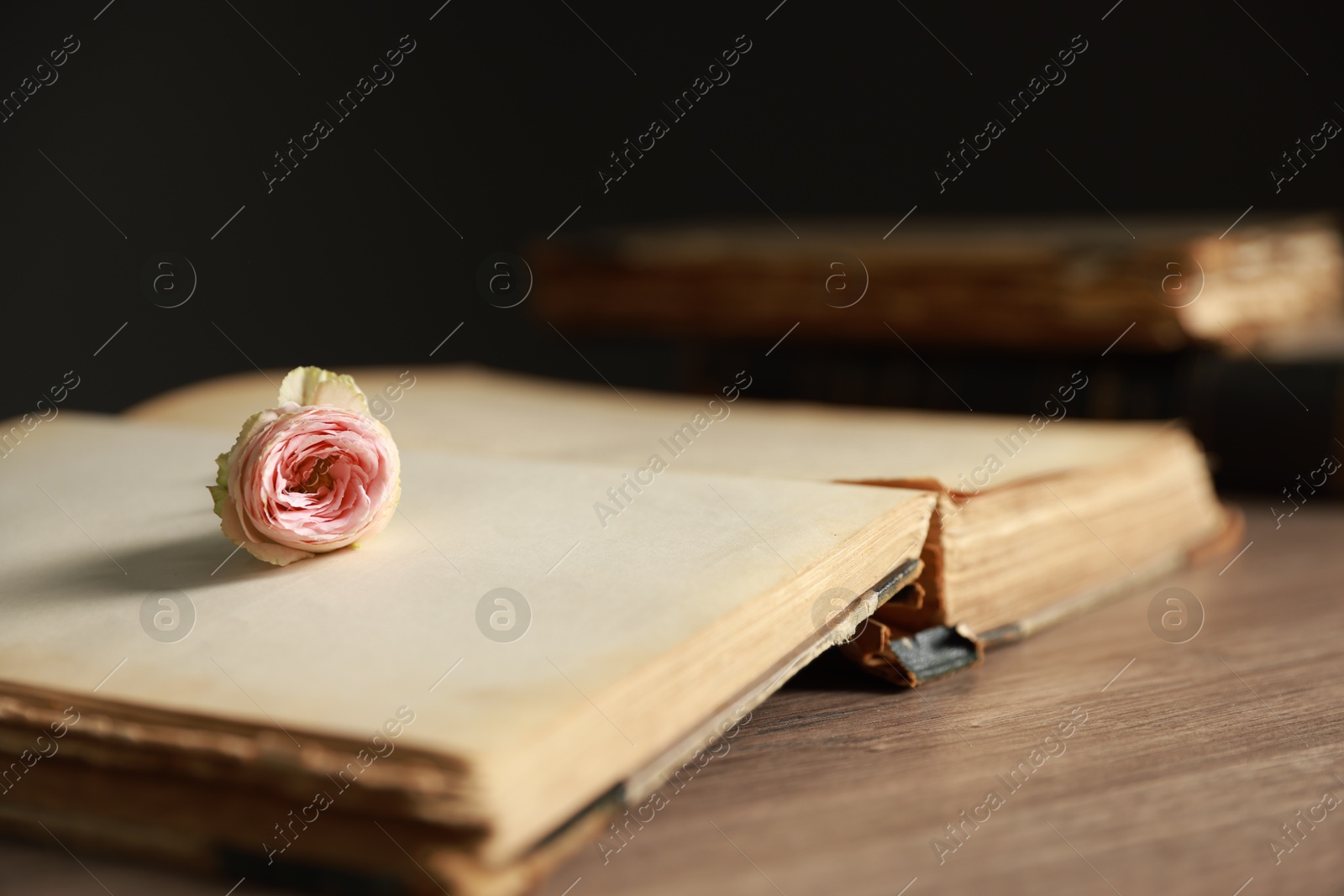 Photo of Open book with beautiful flower on wooden table, closeup