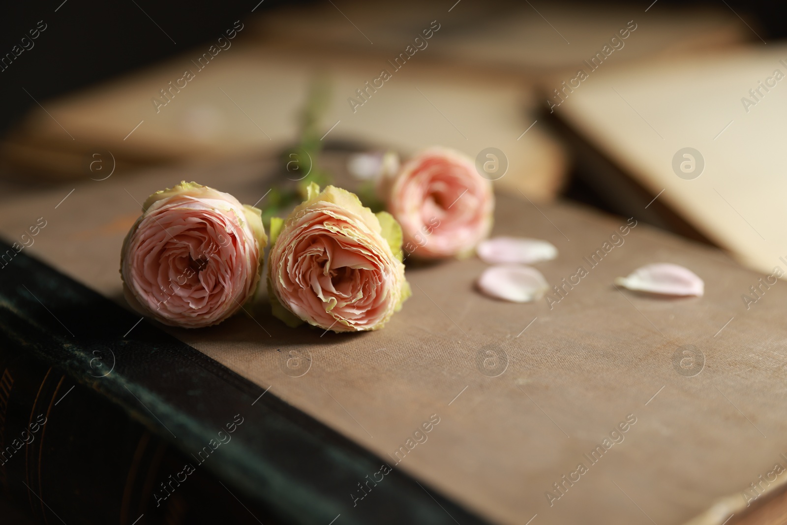 Photo of Beautiful flower buds and petals on book, closeup