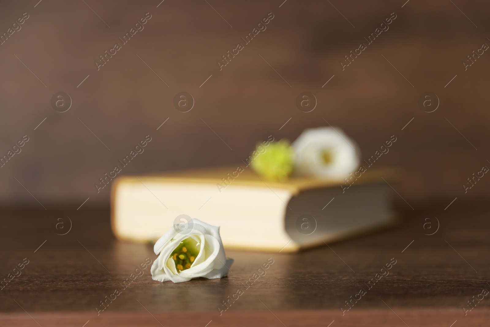 Photo of Beautiful flower bud and book on wooden table, selective focus