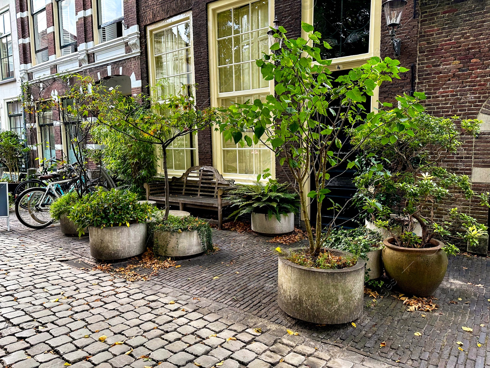 Photo of Different decorative trees in concrete pots near building