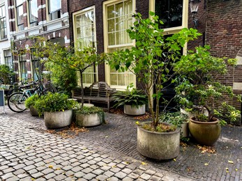 Photo of Different decorative trees in concrete pots near building