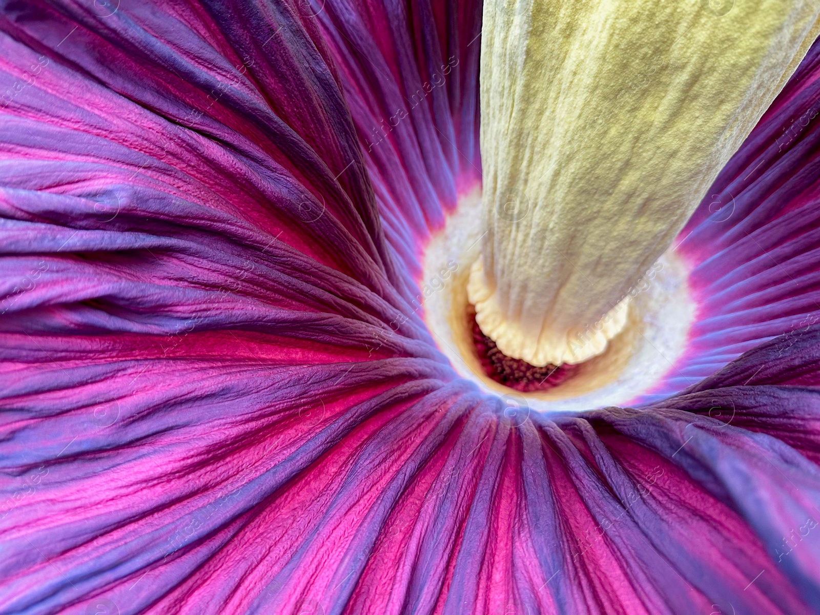 Photo of Beautiful colorful titan arum as background, closeup