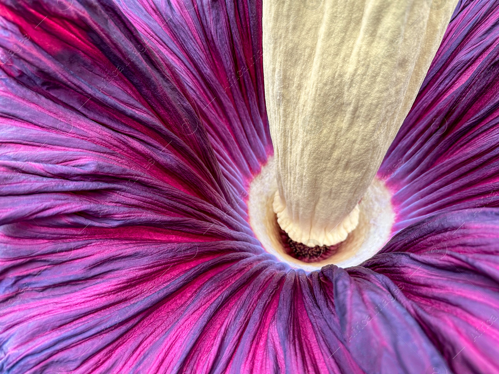 Photo of Beautiful colorful titan arum as background, closeup