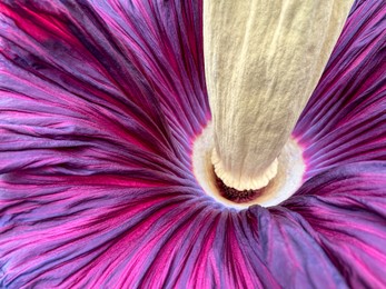 Photo of Beautiful colorful titan arum as background, closeup