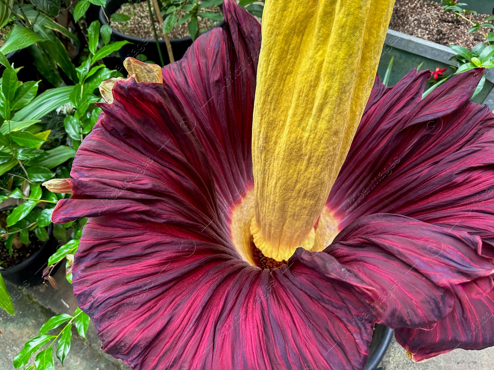 Photo of Beautiful colorful titan arum growing outdoors, closeup