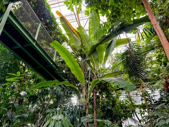 Photo of Different plants with green leaves in botanical garden, low angle view