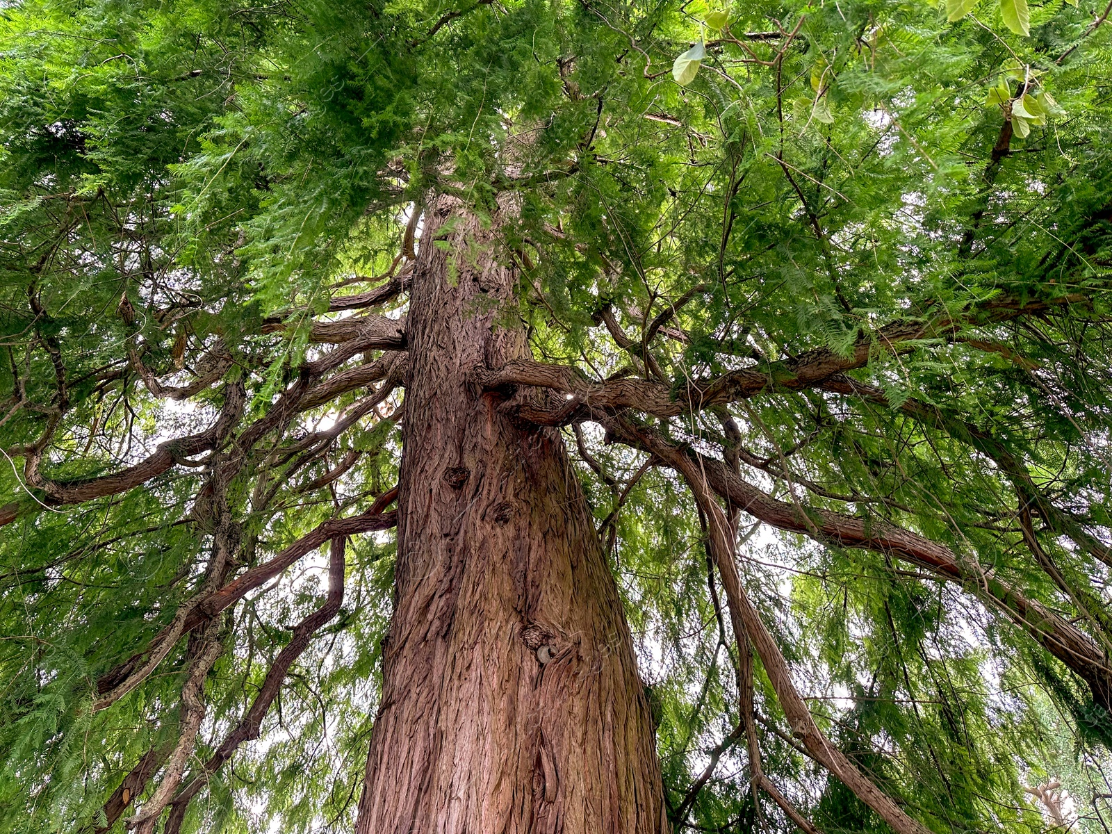 Photo of Beautiful tree with green leaves growing outdoors, low angle view