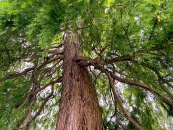 Photo of Beautiful tree with green leaves growing outdoors, low angle view