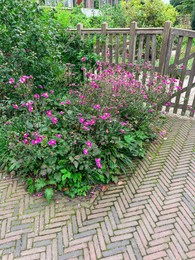 Photo of Beautiful pink anemone flowers growing in garden