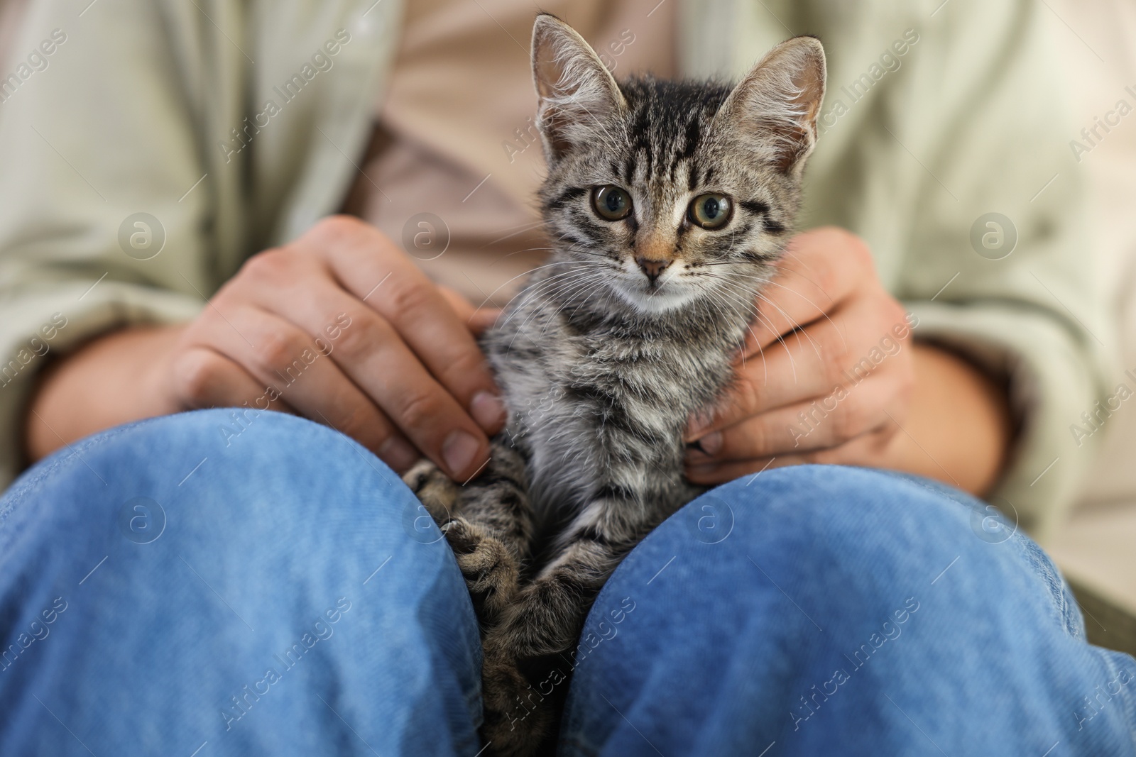 Photo of Man with cute kitten at home, closeup