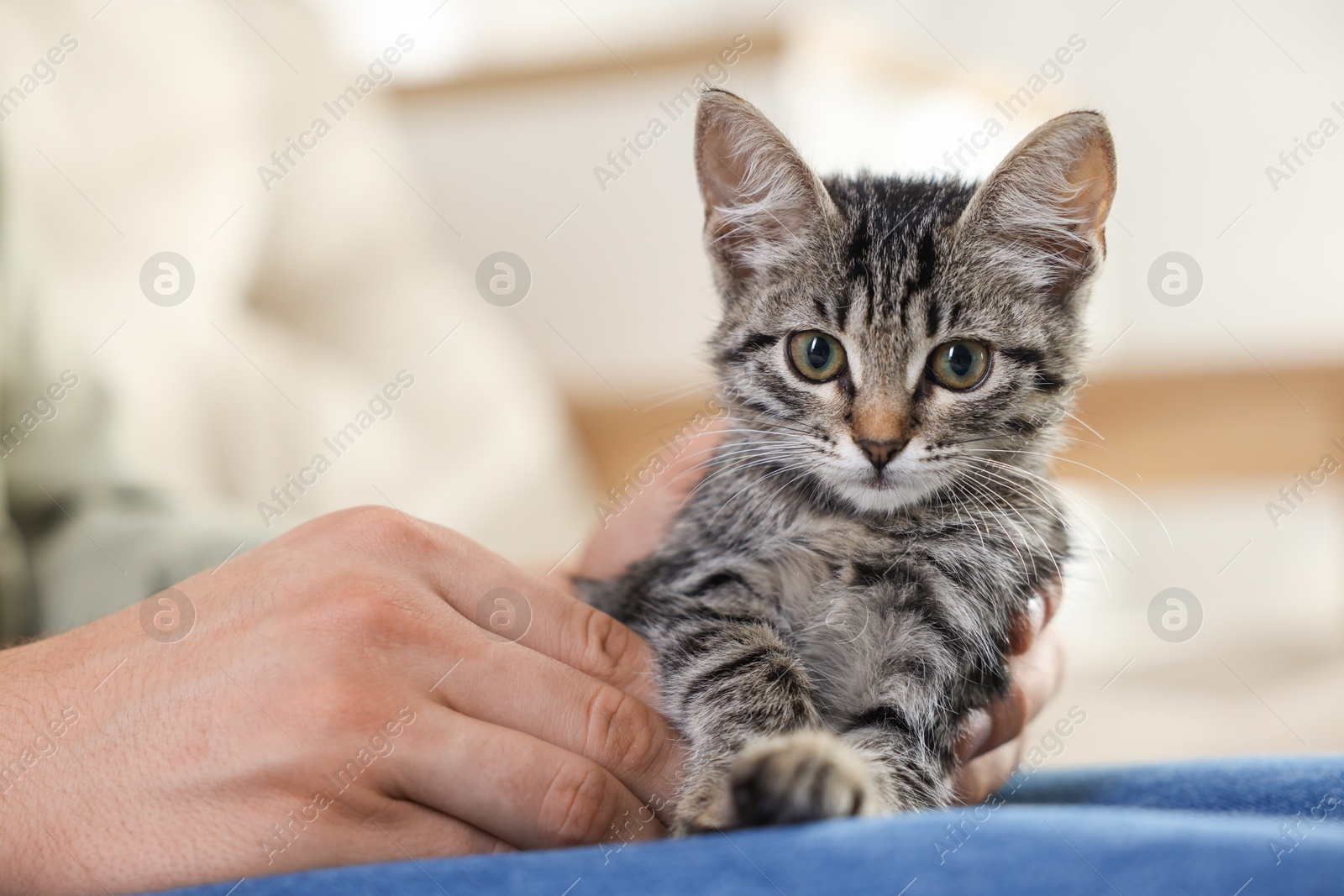 Photo of Man with cute kitten at home, closeup