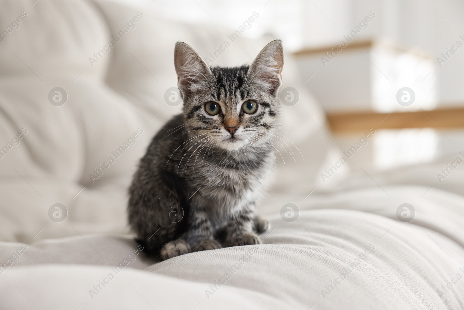 Photo of Cute kitten sitting on sofa in room