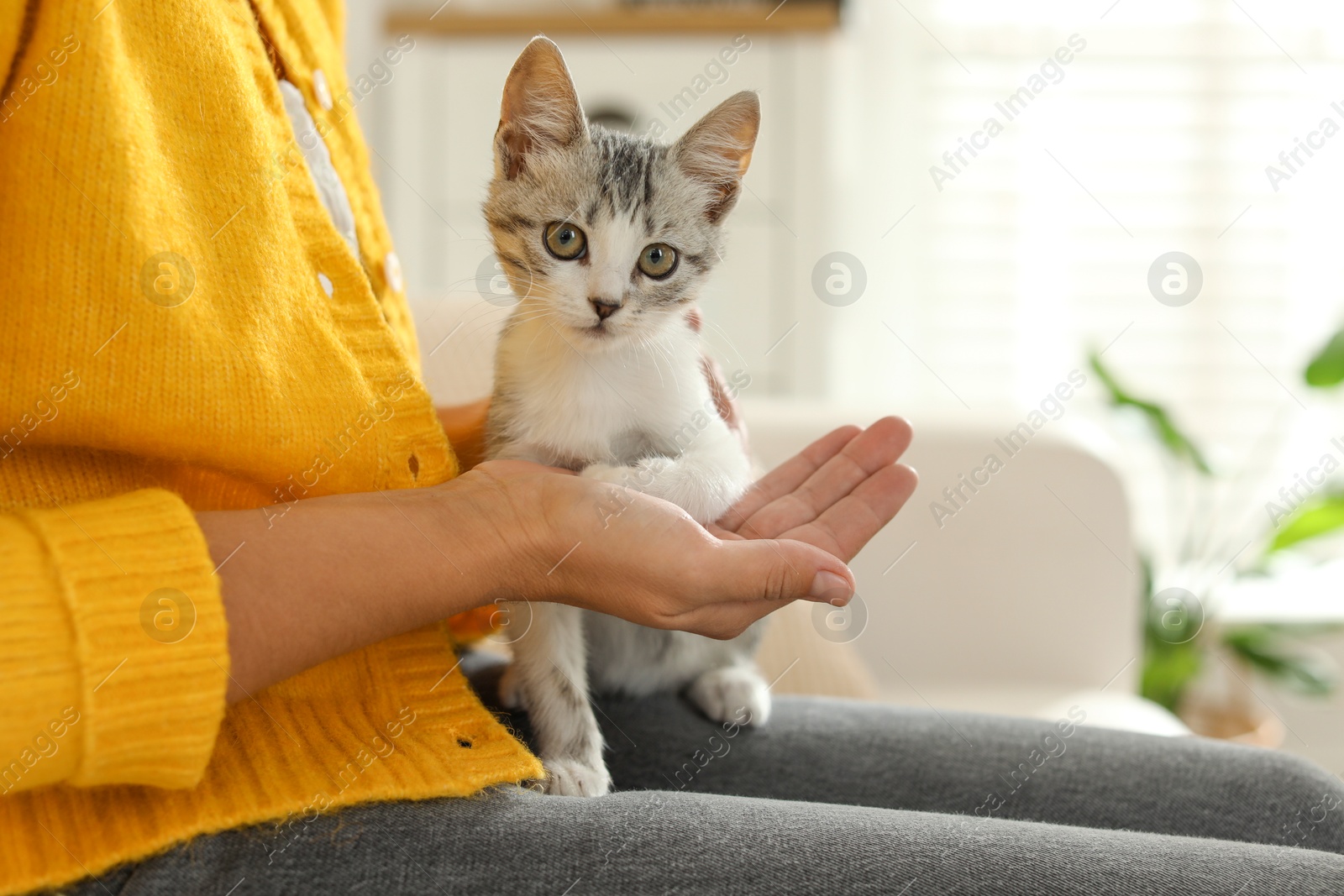 Photo of Woman with cute kitten at home, closeup