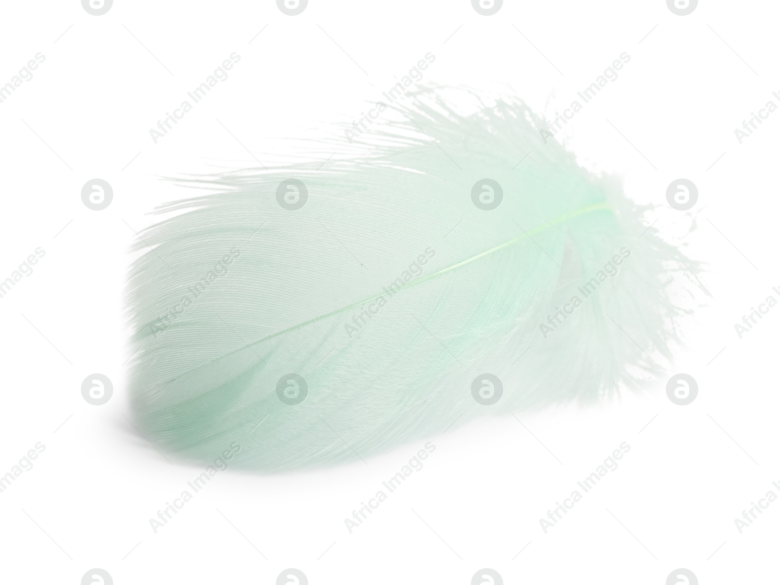 Photo of Fluffy light green feather isolated on white