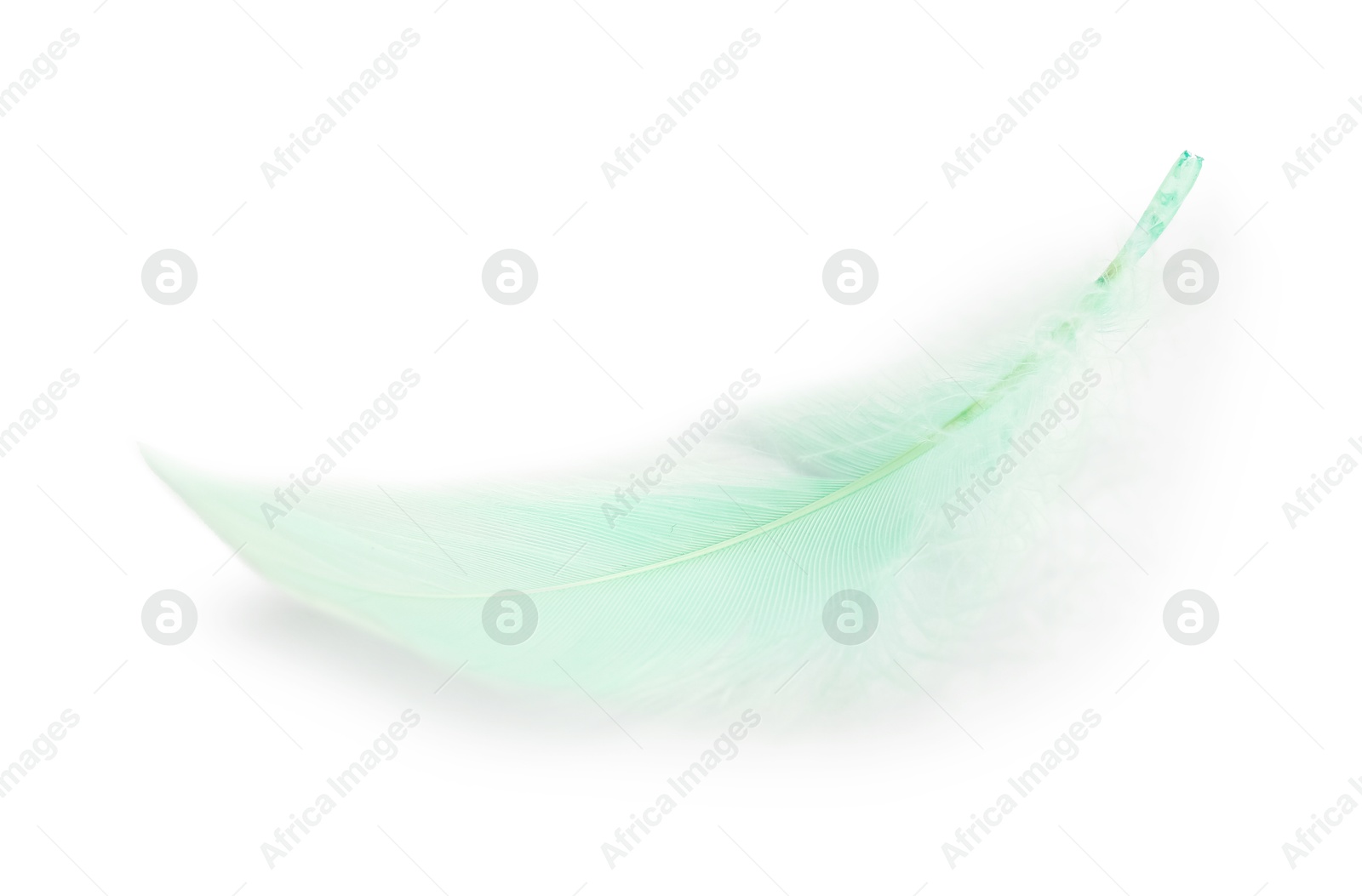 Photo of Fluffy light green feather isolated on white