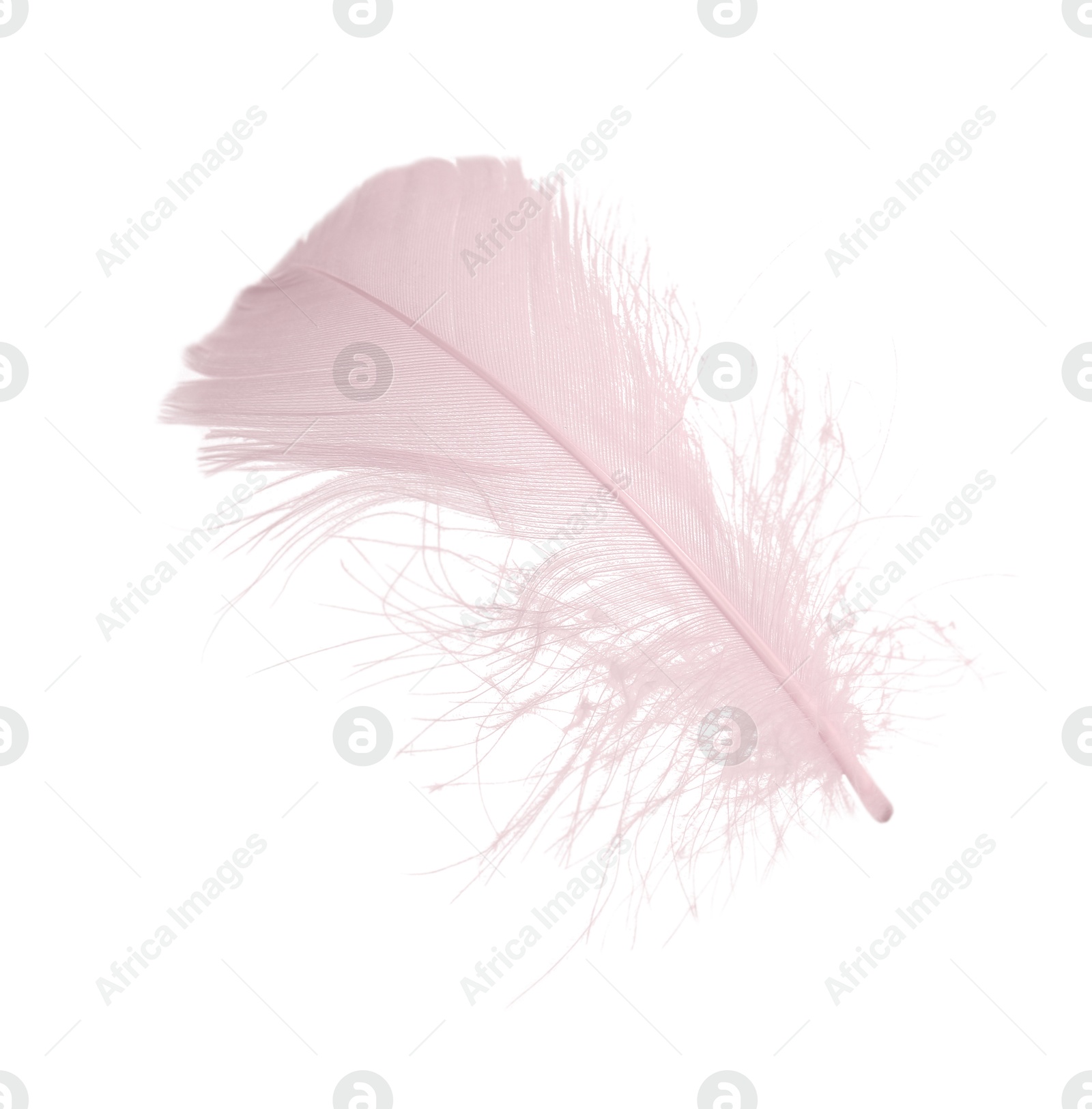 Photo of One fluffy pink feather isolated on white