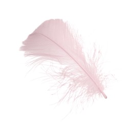 Photo of One fluffy pink feather isolated on white