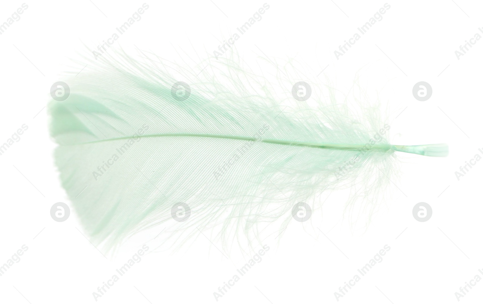 Photo of Fluffy light green feather isolated on white