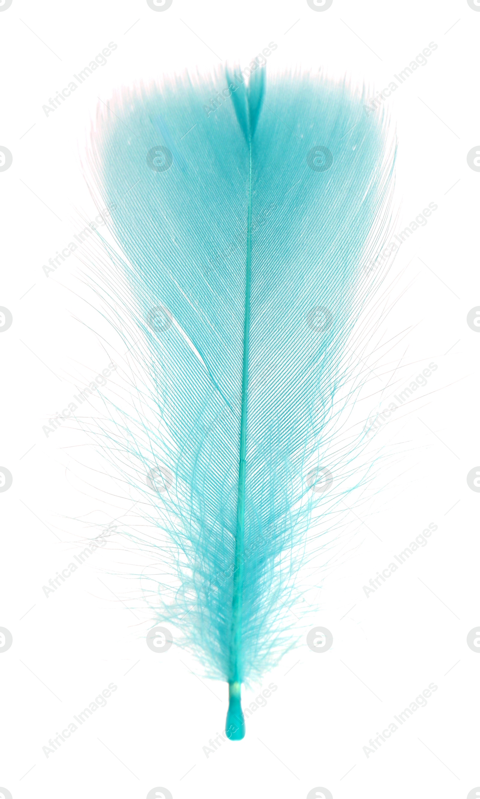 Photo of Fluffy light turquoise feather isolated on white