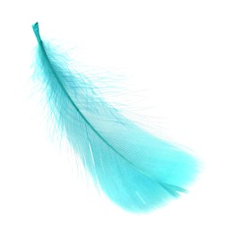 Photo of Fluffy light turquoise feather isolated on white