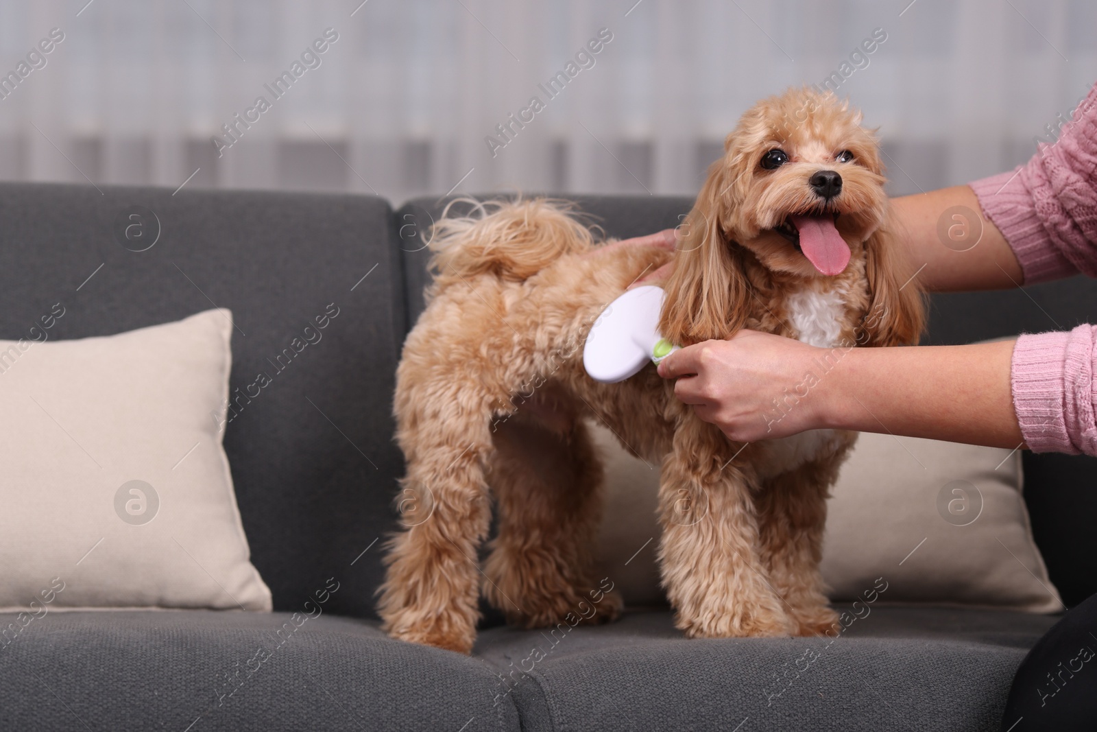 Photo of Woman brushing cute Maltipoo dog on sofa at home, closeup