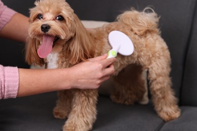 Photo of Woman brushing cute Maltipoo dog on sofa at home, closeup