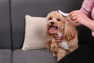 Photo of Woman brushing cute Maltipoo dog on sofa at home, closeup