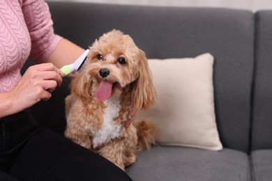 Photo of Woman brushing cute Maltipoo dog on sofa at home, closeup