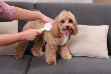 Photo of Woman brushing cute Maltipoo dog on sofa at home, closeup