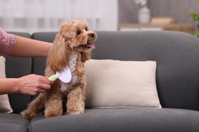 Photo of Woman brushing cute Maltipoo dog on sofa at home, closeup