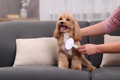 Photo of Woman brushing cute Maltipoo dog on sofa at home, closeup