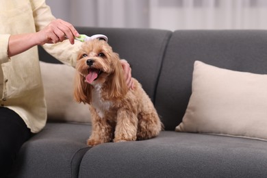 Photo of Woman brushing cute Maltipoo dog on sofa at home, closeup