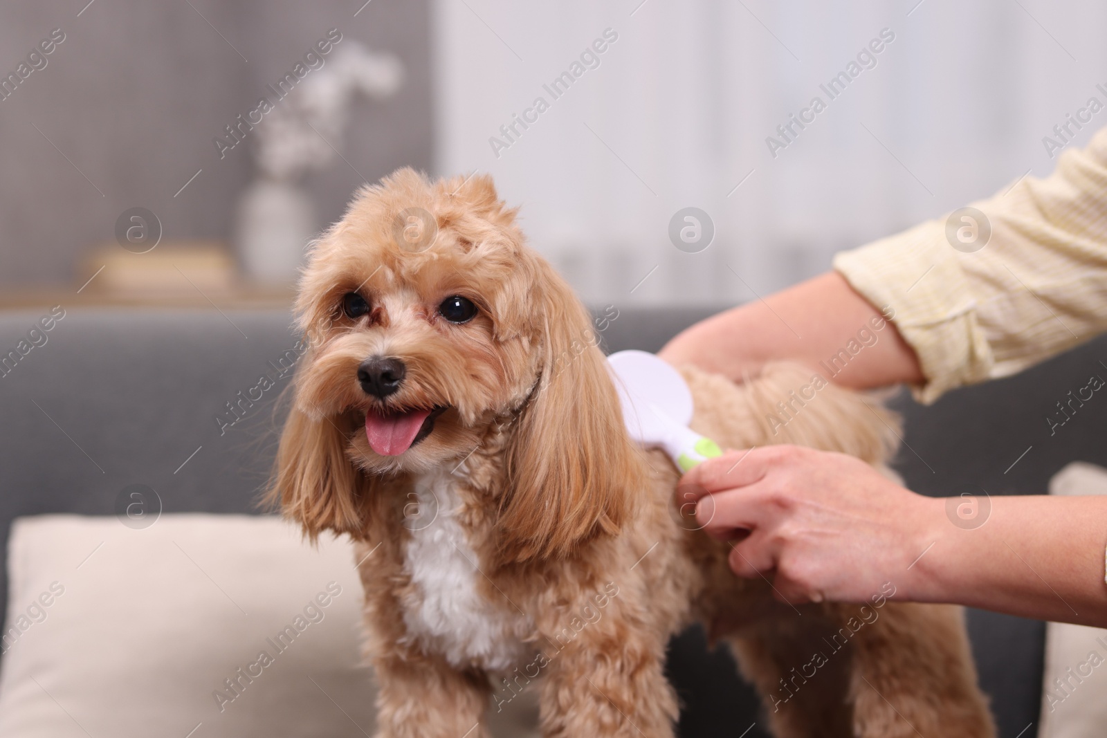 Photo of Woman brushing cute Maltipoo dog on sofa at home, closeup