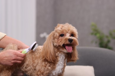 Photo of Woman brushing cute Maltipoo dog at home, closeup