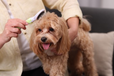 Photo of Woman brushing cute Maltipoo dog at home, closeup