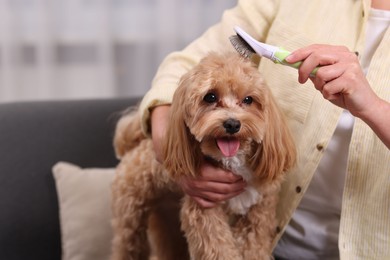 Photo of Woman brushing cute Maltipoo dog at home, closeup