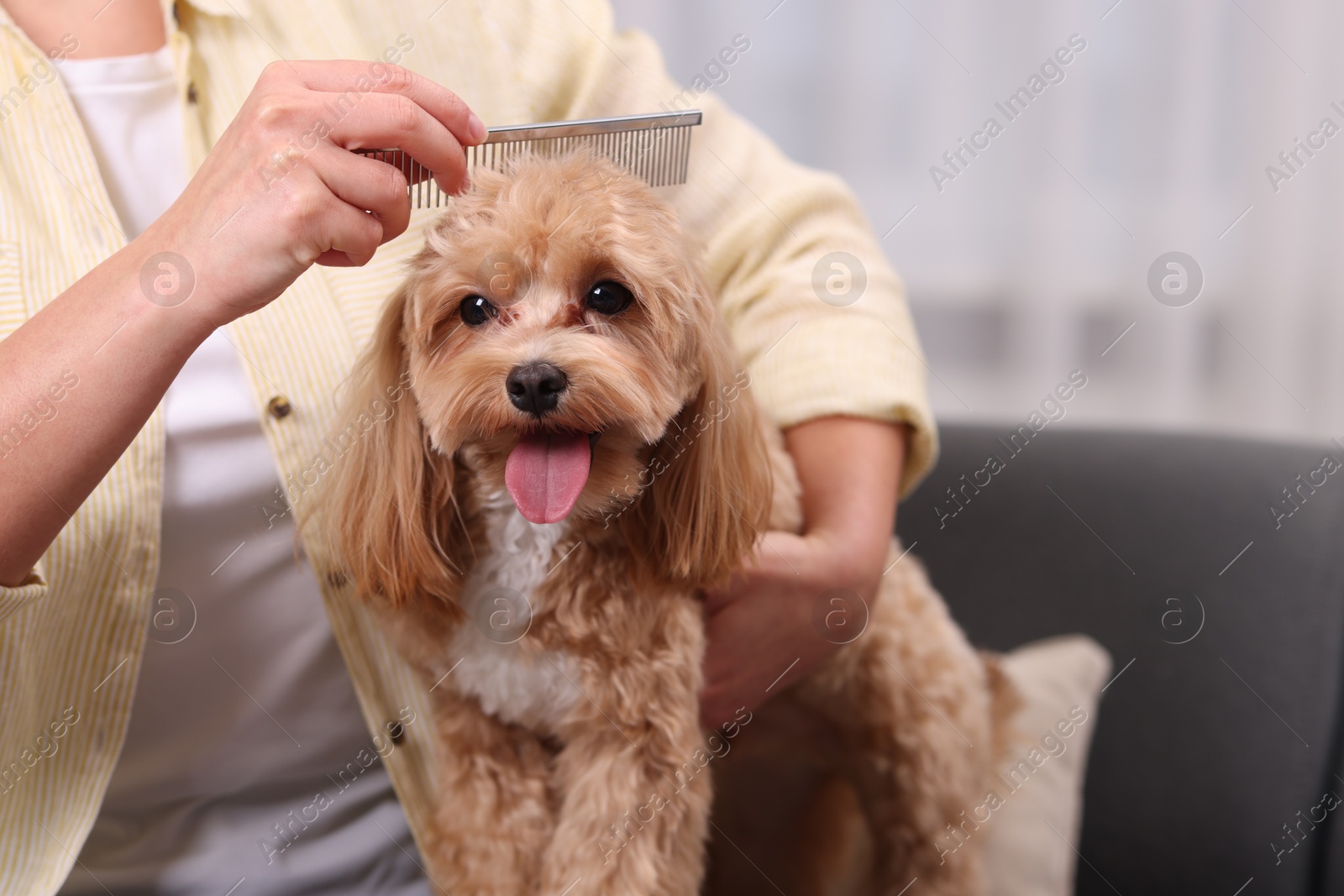 Photo of Woman brushing cute Maltipoo dog on sofa at home, closeup