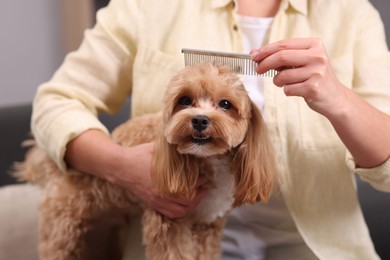 Photo of Woman brushing cute Maltipoo dog at home, closeup