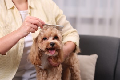 Photo of Woman brushing cute Maltipoo dog at home, closeup