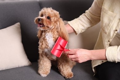 Photo of Woman brushing cute Maltipoo dog on sofa at home, closeup